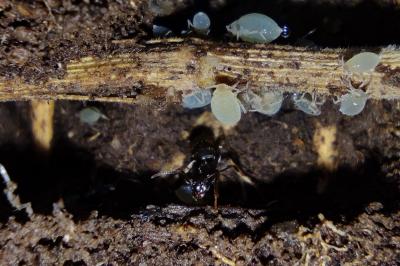 Lasius alienus
