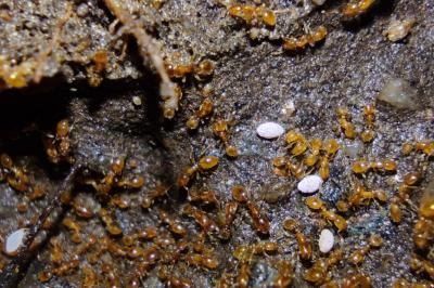 Solenopsis fugax
