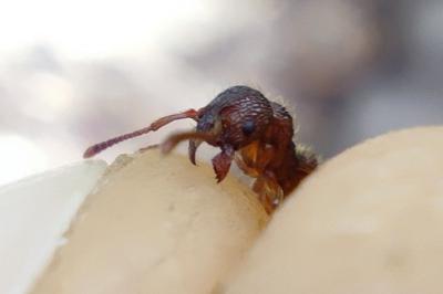 Myrmica sabuleti