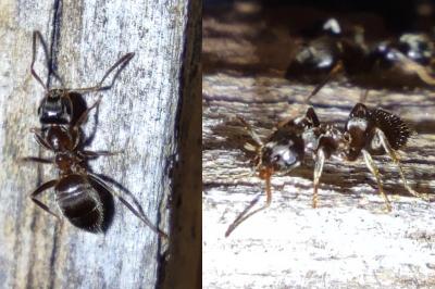 Lasius niger