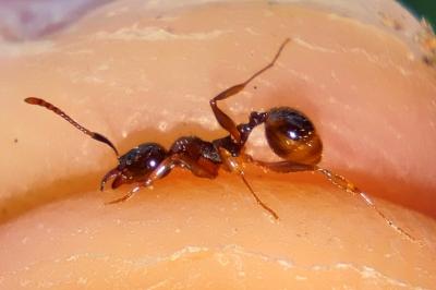 Aphaenogaster subterranea