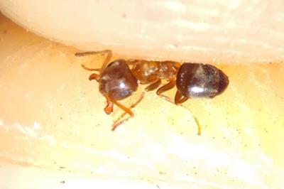 Lasius brunneus