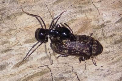 Lasius fuliginosus