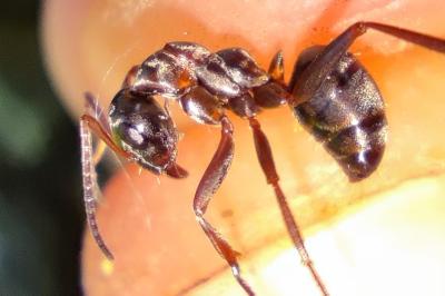Formica cunicularia