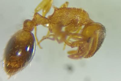 Temnothorax nylanderi