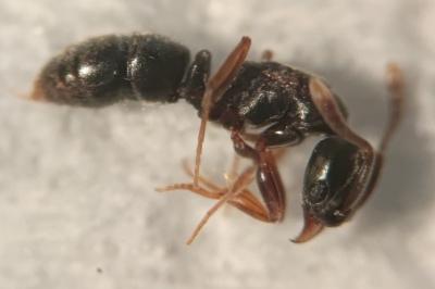 Hypoponera eduardi