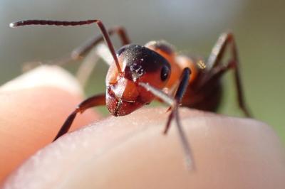 Formica pratensis