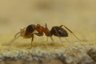 Lasius emarginatus