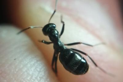 Formica gagates