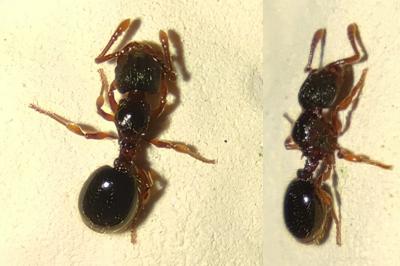Myrmecina graminicola