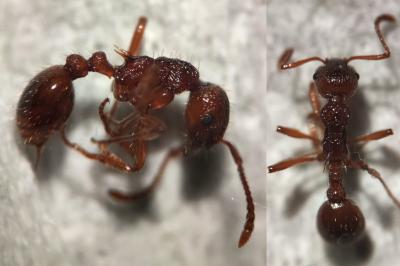 Myrmica ruginodis