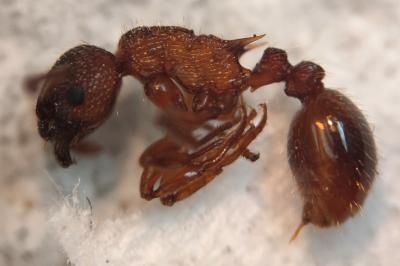 Myrmica spinosior