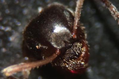 Lasius niger