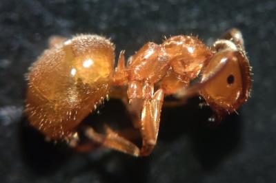 Lasius umbratus