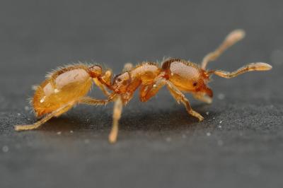 Solenopsis fugax