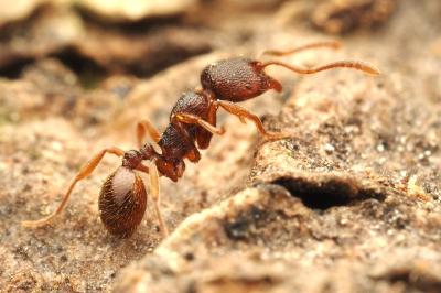 Stenamma debile