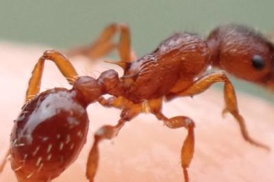 Myrmica specioides