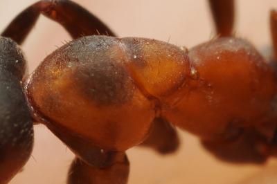 <i>Formica rufa</i>