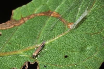 Lyonetia clerkella