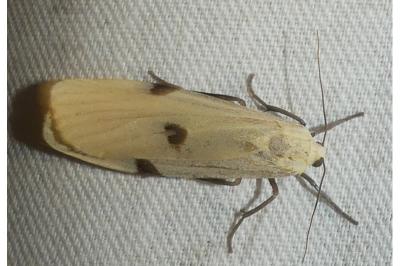 Lithosia quadra
