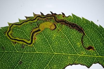 Stigmella centifoliella