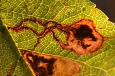 Stigmella plagicolella
