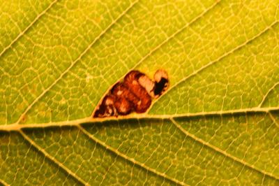 Stigmella viscerella