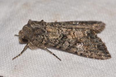Mamestra brassicae