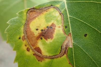 Lyonetia clerkella