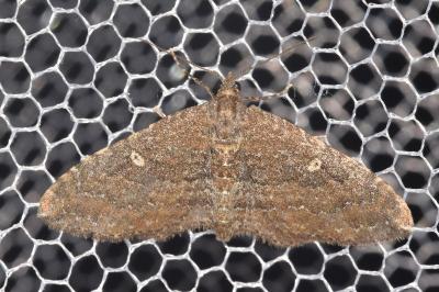 Nycterosea obstipata