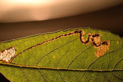 Stigmella salicis