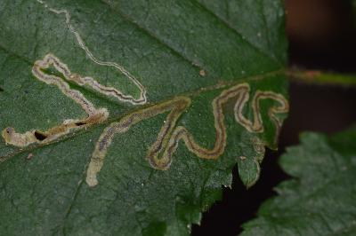 Stigmella microtheriella