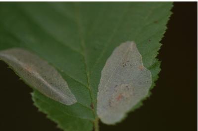 Phyllonorycter coryli