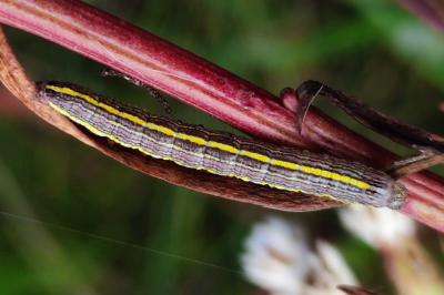 Cucullia asteris