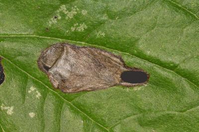 Antispila petryi