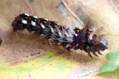 Acronicta rumicis