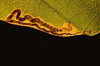 Stigmella hemargyrella