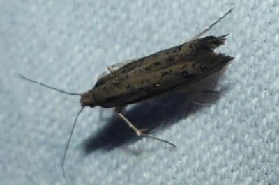 Ypsolopha ustella