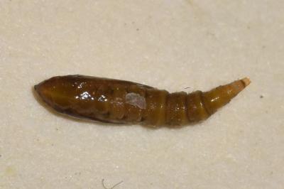 Phyllonorycter salictella