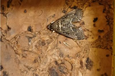 Duponchelia fovealis