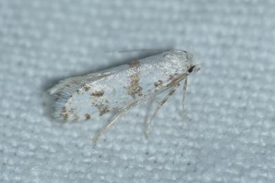 Scythropia crataegella