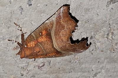 Scoliopteryx libatrix