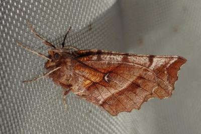Selenia dentaria