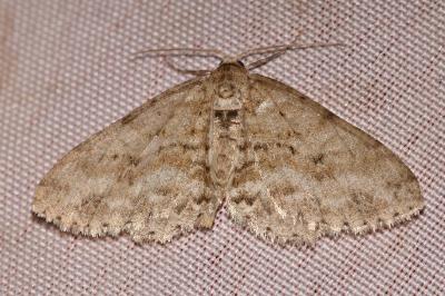 Ectropis crepuscularia