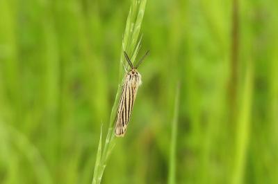 Spiris striata