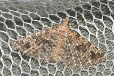 Alucita hexadactyla