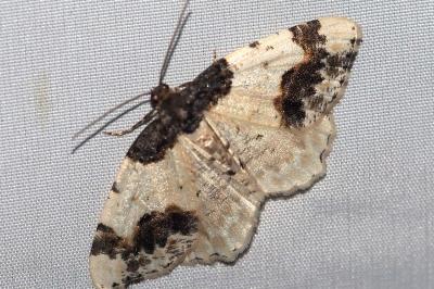 Ligdia adustata