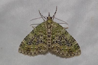 Acasis viretata