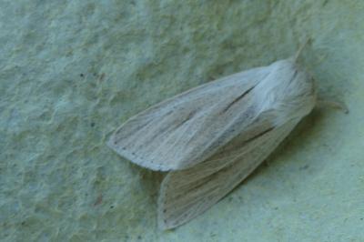 Acronicta albovenosa