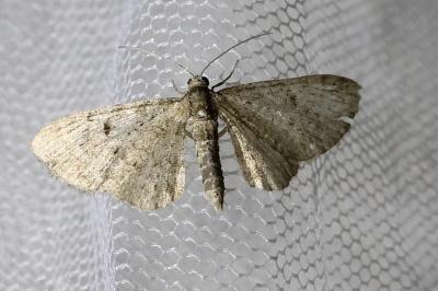 Eupithecia virgaureata